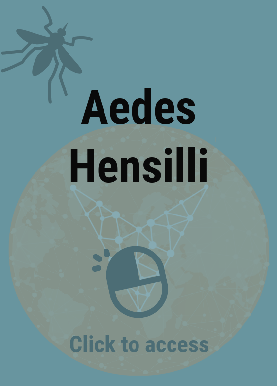 Aedes Hensilli