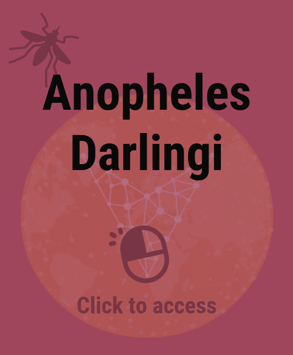 Anopheles Darlingi
