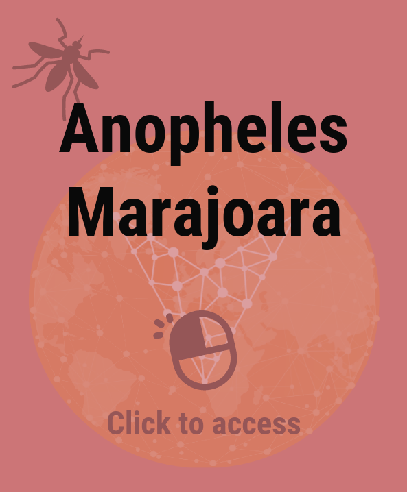 Anopheles Marajoara