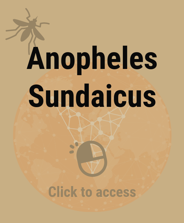 Anopheles Sundaicus